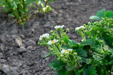 Blooming strawberries Stock Photos