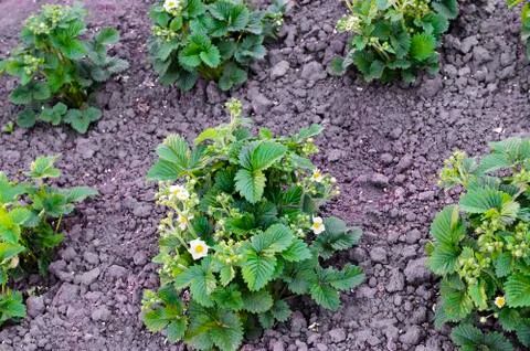 Blooming strawberries Stock Photos