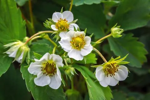 Blooming strawberries Stock Photos