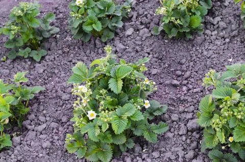 Blooming strawberries Stock Photos