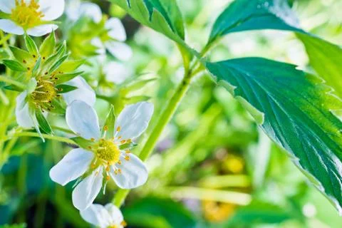 Blooming Strawberries Stock Photos