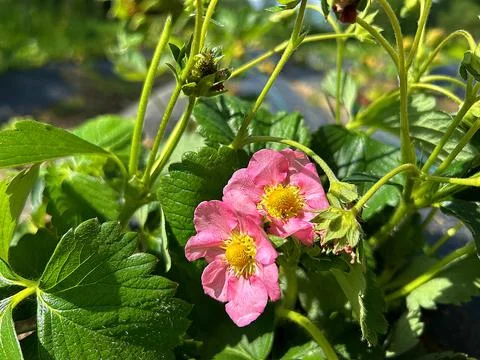 Blooming strawberries Stock Photos