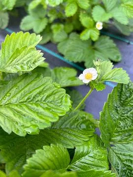 Blooming strawberries Foto stock