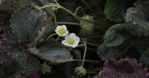 Blooming strawberries in the spring. Stock Footage 150233878