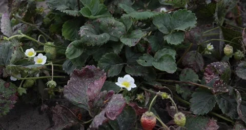 Blooming strawberries in the spring. Stock Footage 150233891