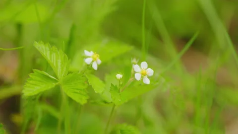 Sunny Weather Stock Video Footage