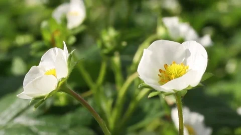 Blooming strawberry field. Stockbeeldmateriaal 76546471