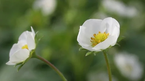Blooming strawberry field. Stockbeeldmateriaal 76546487
