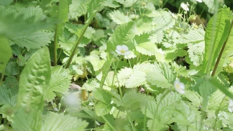 Blooming strawberry flower Stock Footage 243028707