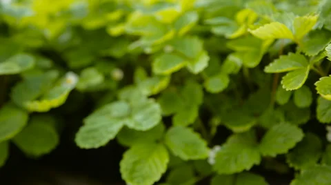 Blooming strawberry Video stock 62664601