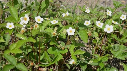 Blooming strawberry Video stock 102491238
