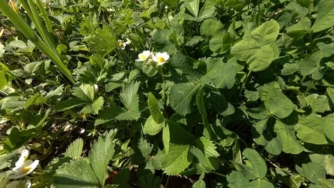 Blooming strawberry Stock Footage 109535116