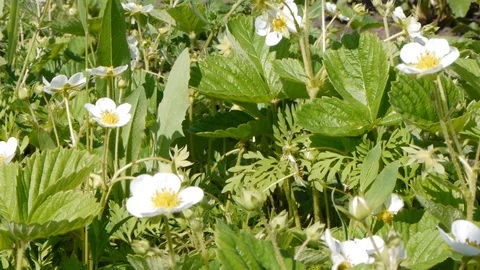Blooming strawberry in the garden Stock Footage 87425540