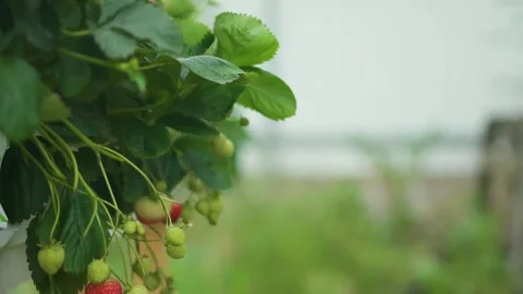 Blooming strawberry plants with clusters of fruit Stock Footage 317175220