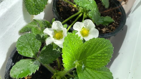 Blooming strawberry in small pots, white spring flowers with water drops on Stockbeeldmateriaal 239935879