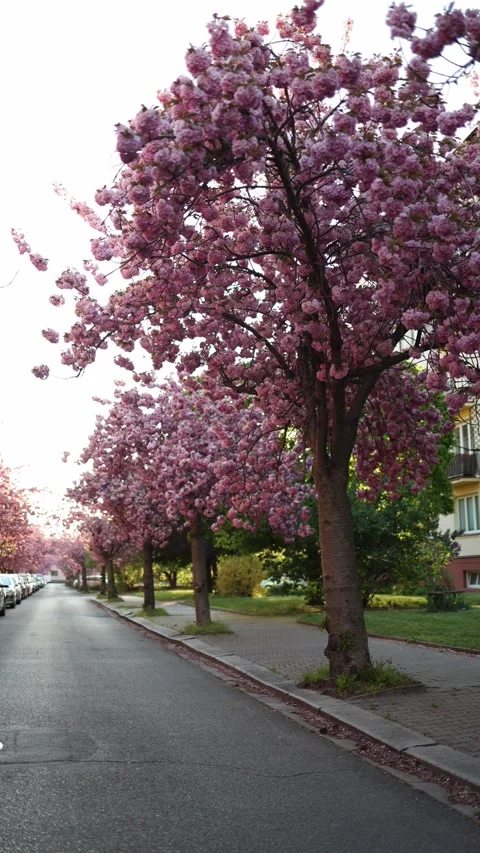 Blooming street in soft light Stock Footage 334044099