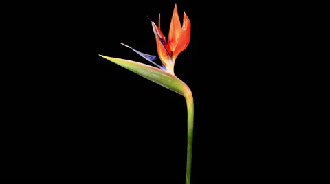 Blooming Strelitzia flower buds ALPHA matte, FULL HD Stock Footage 44102334