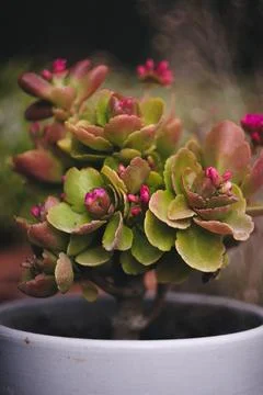 Blooming Succulent Stock Photos