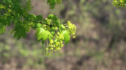 Blooming Sugar Maple tree in a breeze Stock Footage 49881371