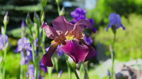 Blooming summer flowers. Stock Footage 49427894