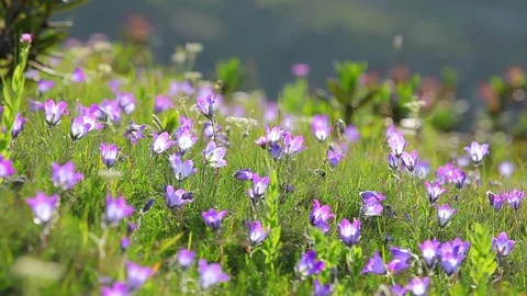 Blooming summer meadow Stock-Footage 89421453