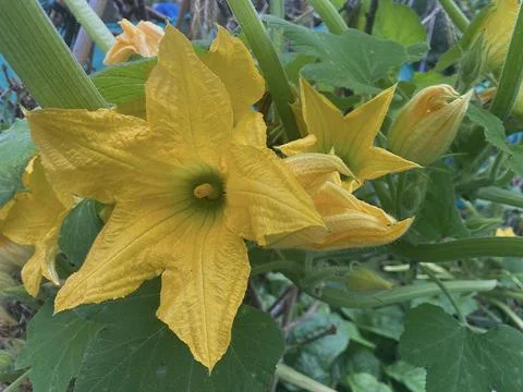 BLOOMING SUMMER VEG PLOT Stock Photos