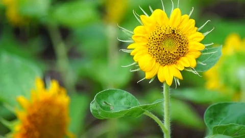 Blooming sun flowe in the filed Stock Footage 79306368