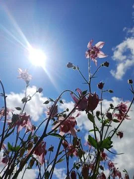 Blooming in the sun Stockfoto's