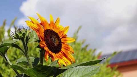 A blooming sunflower and bee Stock Footage 114068272