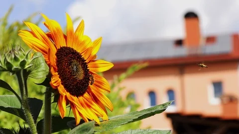 A blooming sunflower and bee Stock Footage 114068480