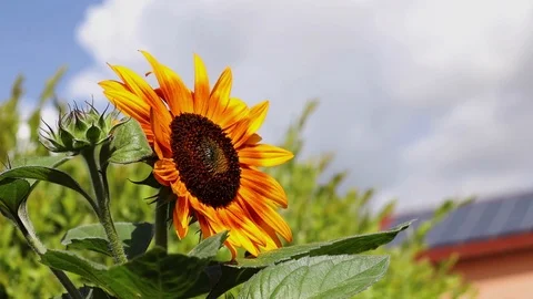 A blooming sunflower and bee Stock Footage 114068677