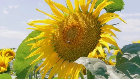 Blooming sunflower and pollinating bee, adoration concept Video stock 112511630