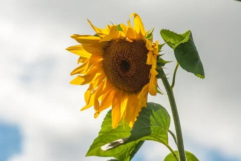 Blooming sunflower on a background of clouds. Close-up Stock Photos