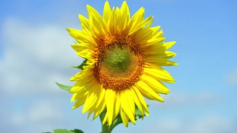 Blooming sunflower on blue sky background. Slow motion, close up. Stock Footage 266273043