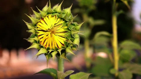 Blooming Sunflower Bud Vídeo Stock 107296768