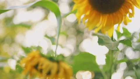 Blooming sunflower close-up Stock Footage 249383184