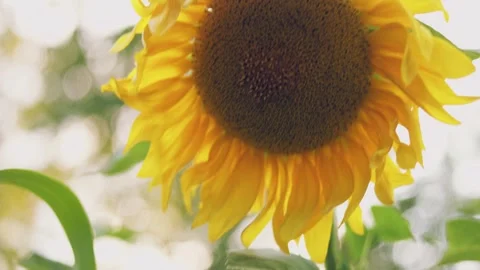 Blooming sunflower close-up Video stock 250443121