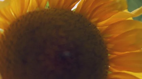 Blooming sunflower close-up Stock Footage 251792061