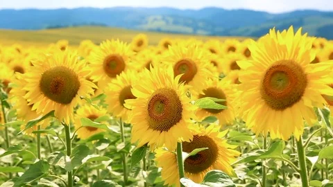 Blooming sunflower field Stock Footage