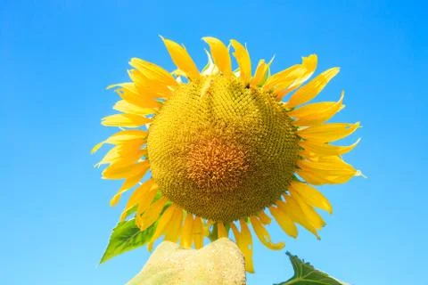 Blooming of sunflower field Stock Photos