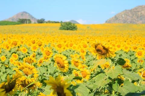 Blooming of sunflower field Stock Photos