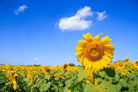 Blooming of sunflower field Stock Photos