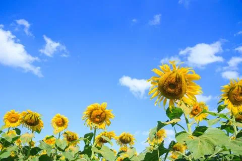Blooming of sunflower field Stock Photos