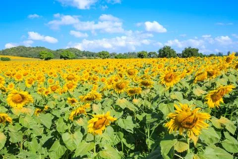 Blooming of sunflower field Stock Photos