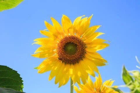 Blooming of sunflower field Stock Photos