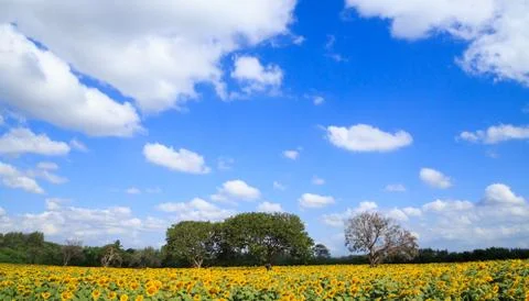 Blooming of sunflower field Stock Photos