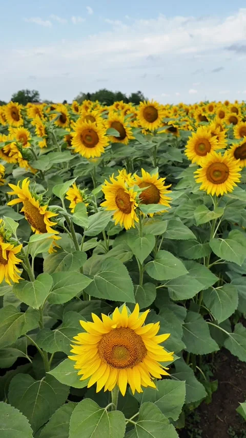 Blooming sunflower field under blue sky Stock Footage 280024720