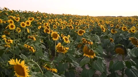 Blooming sunflower field under clear summer sky Stock Footage 313821018