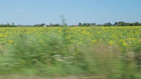 Blooming Sunflower Field Viewed from a Moving Vehicle Stock Footage 347313359