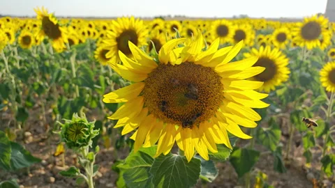 Blooming sunflower flower with numerous bees pollinating it on a sunny day Stock Footage 338323896
